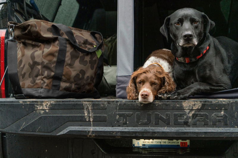 An elderly black Labrador lays on the tailgate of a truck.