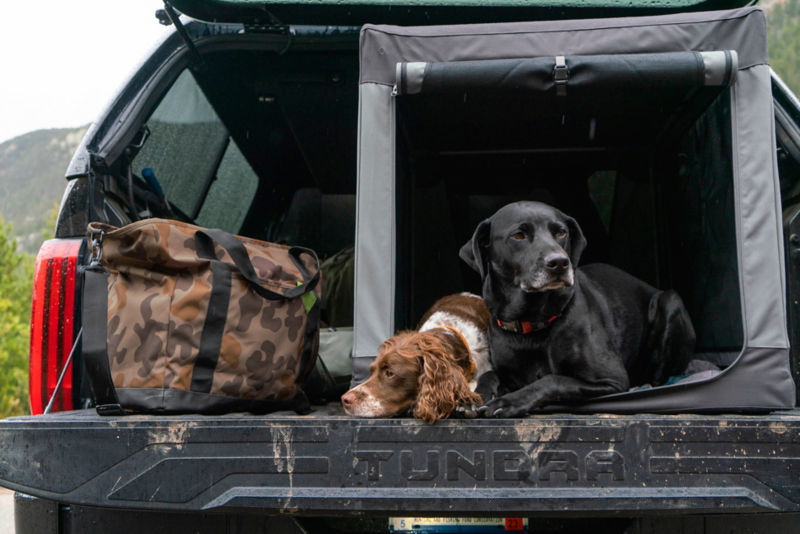 Two dogs snuggle half-way out of their crate in the back of a truck.