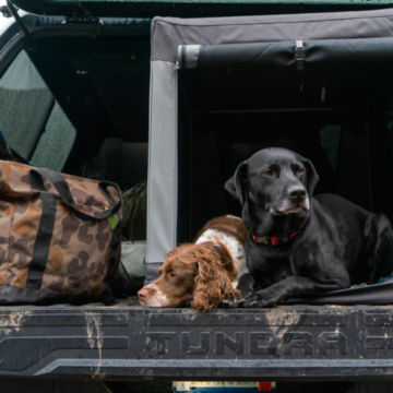 Two dogs relax in their Tough Trail™ Folding Travel Crate in the bed of a truck.
