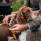 Tough Trail® Dog Harness - ORANGE HARNESS image number 4