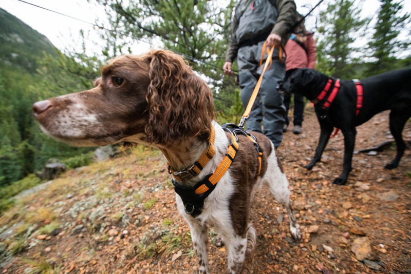 Two people and their two dogs in bright leashes and harnesses hike a rocky mountain.