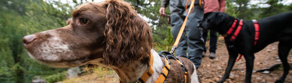 Two people and their two dogs in bright leashes and harnesses hike a rocky mountain.