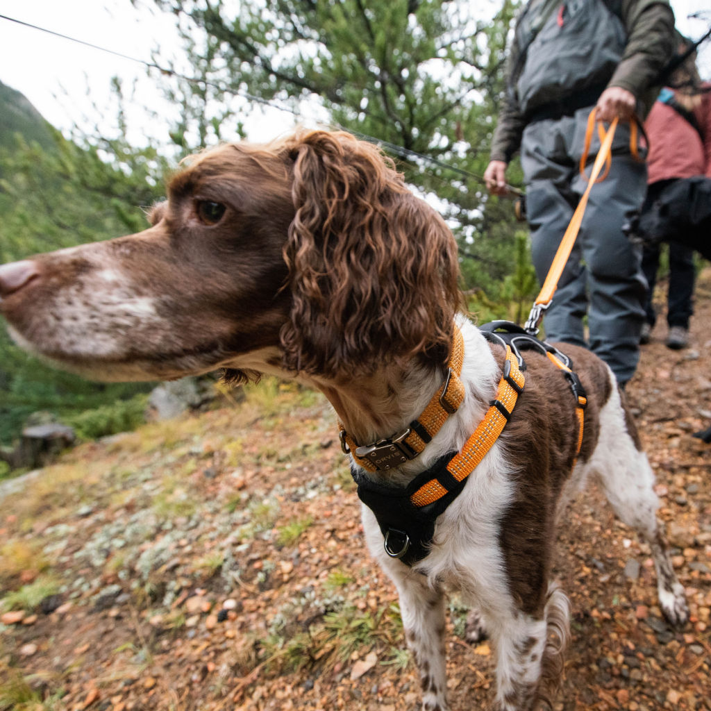 A bird dog in an orange harness and leash hiking with two people