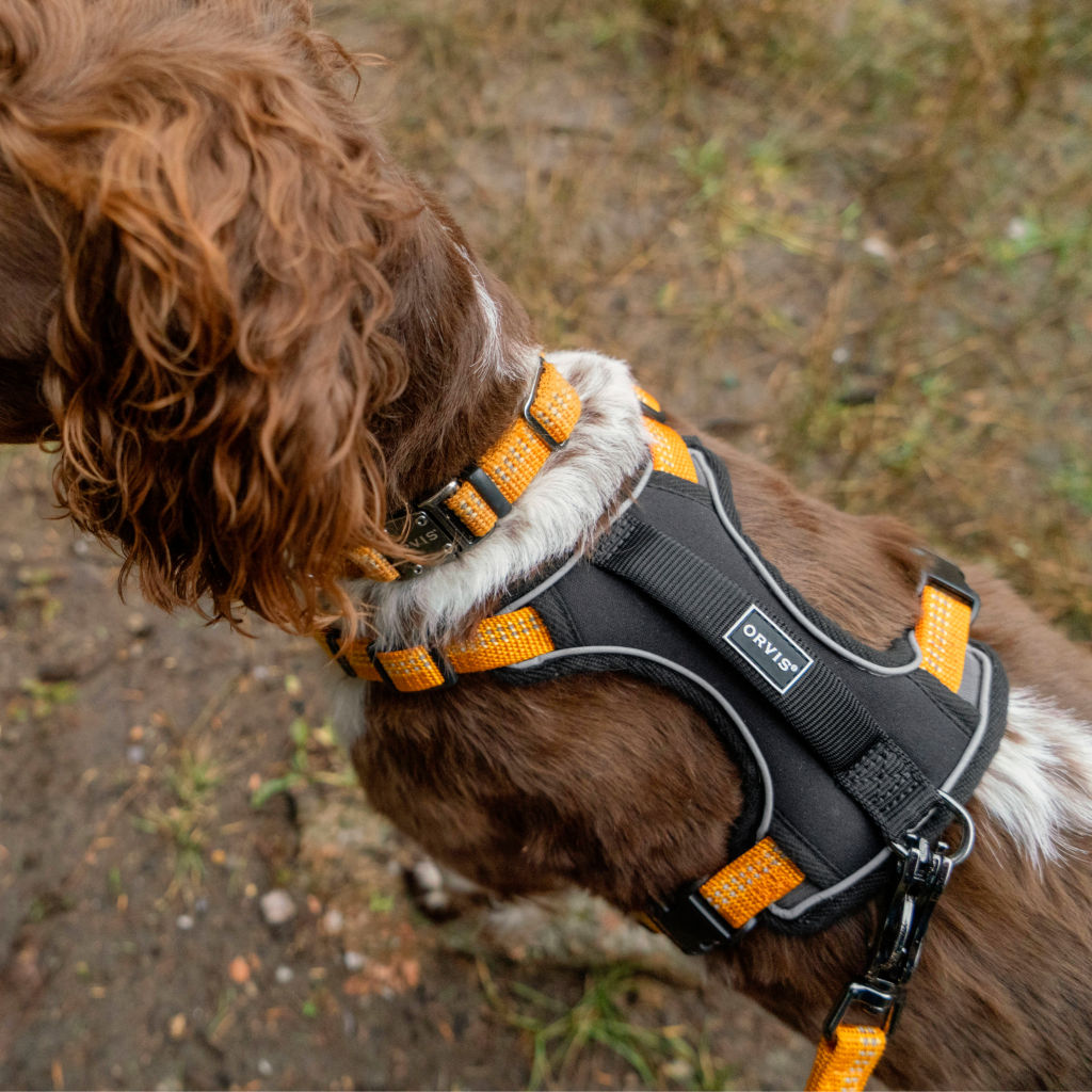 Tough Trail™ Dog Harness -  image number 3