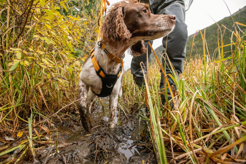 A brown and white dog wearing a harness standing in tall yellow and green grasses