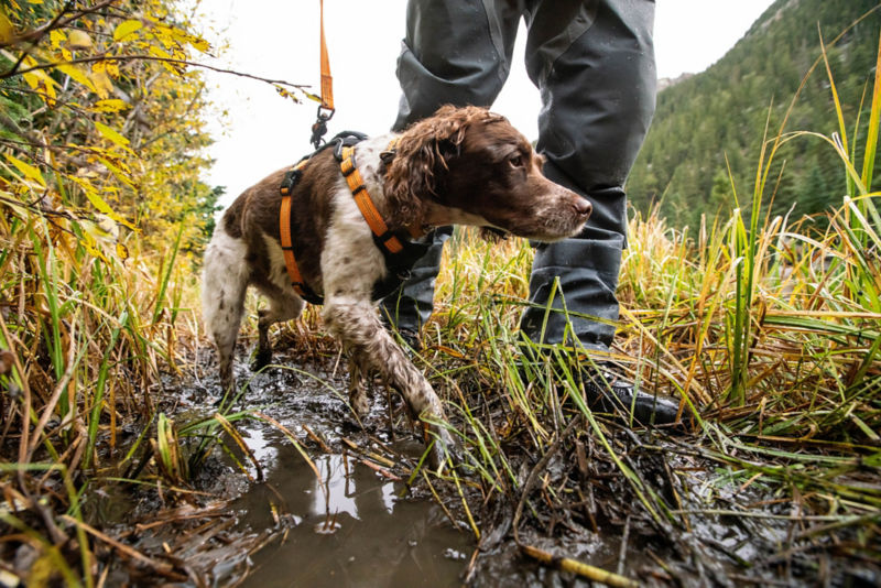 A dog wearing a harness and leash walks through the mud with her person.
