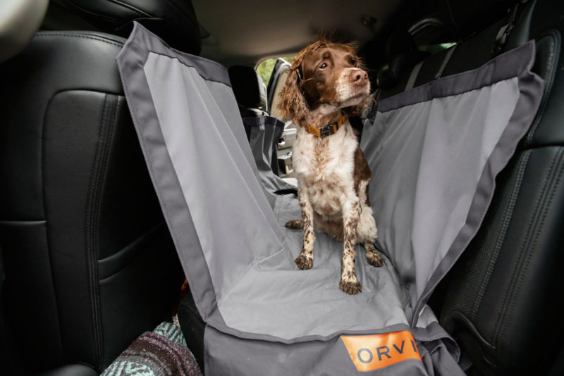 A brown and white dog standing in the back seat of a car on a seat protector.