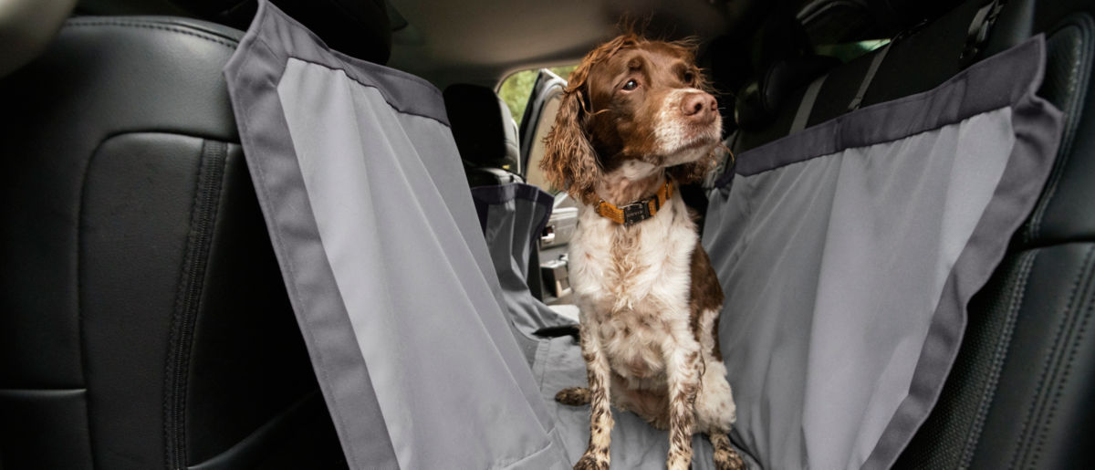 A brown and white dog standing in the back seat of a car on a seat protector.
