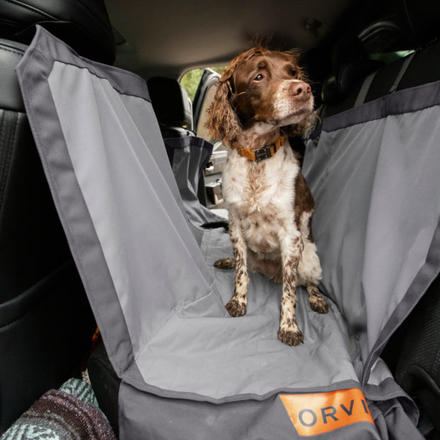 A brown and white dog standing in the back seat of a car on a seat protector.