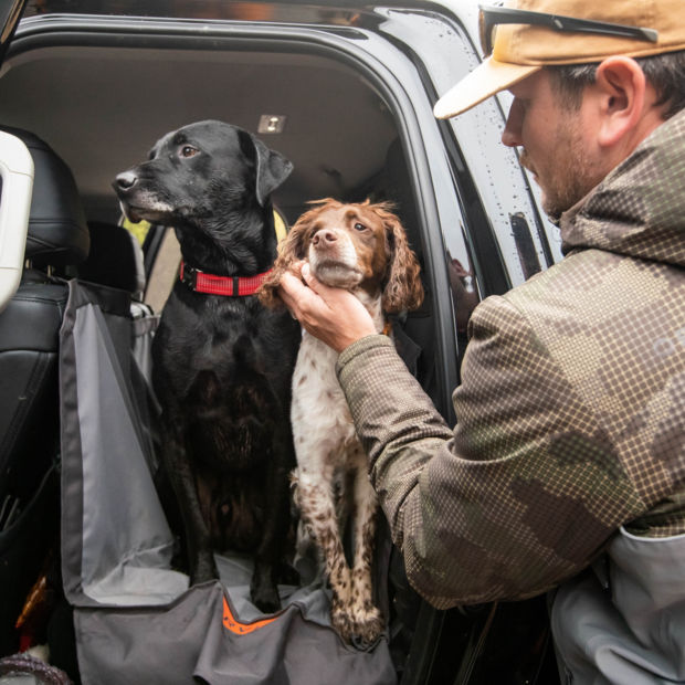A black Labrador Retriever and a brown-and-white bird dog sit in the back of a truck on a backseat protector.