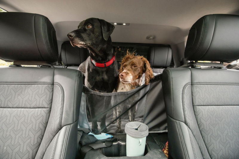 Two dogs sit behind the mesh screen of a car seat protector.