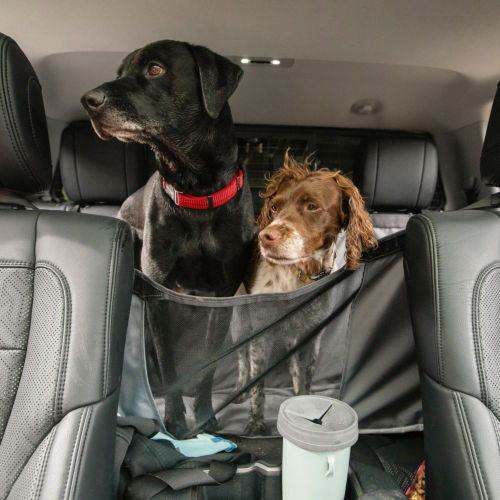 Two dogs in the backseat of a car behind a windowed seat protector
