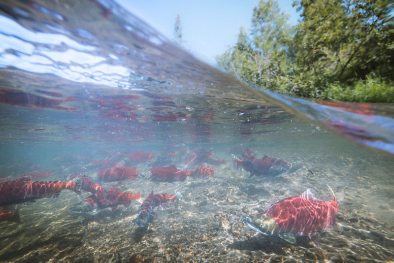 An underwater photo of a school of salmon swimming between the rocky river bottom and the rippling surface of the water.