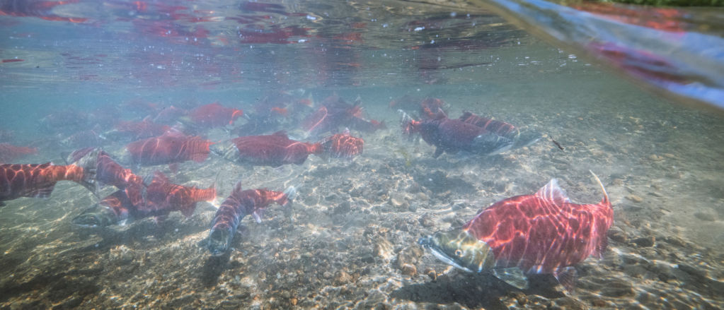 An underwater photo of a school of salmon swimming between the rocky river bottom and the rippling surface of the water.