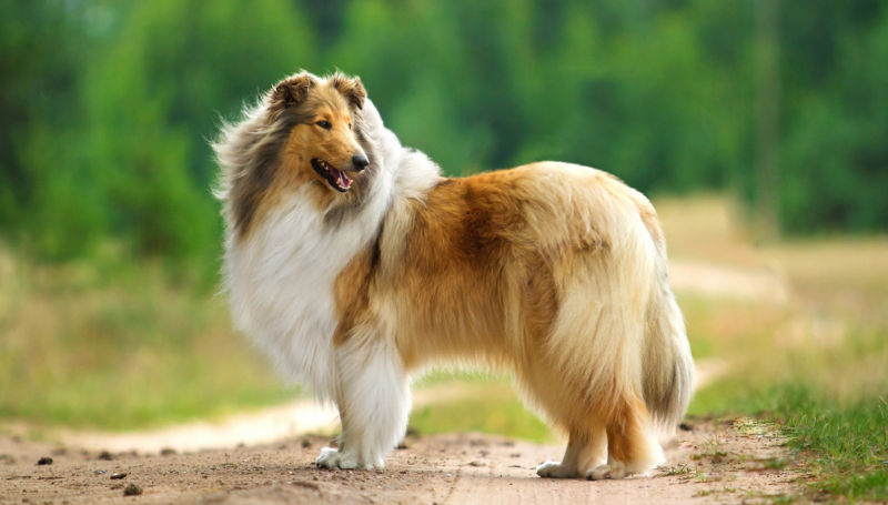 A Collie stands on a patch of dirt looking over their left shoulder.