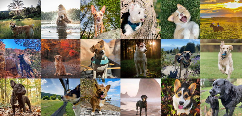 A gorgeous montage of 15 different dogs outdoors.
