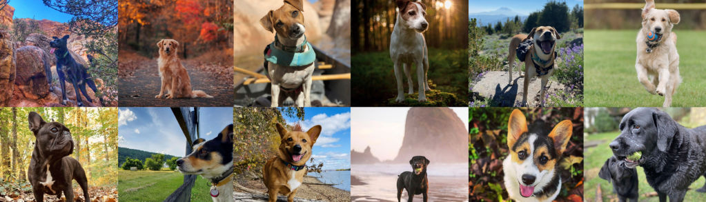 A gorgeous montage of 15 different dogs outdoors.