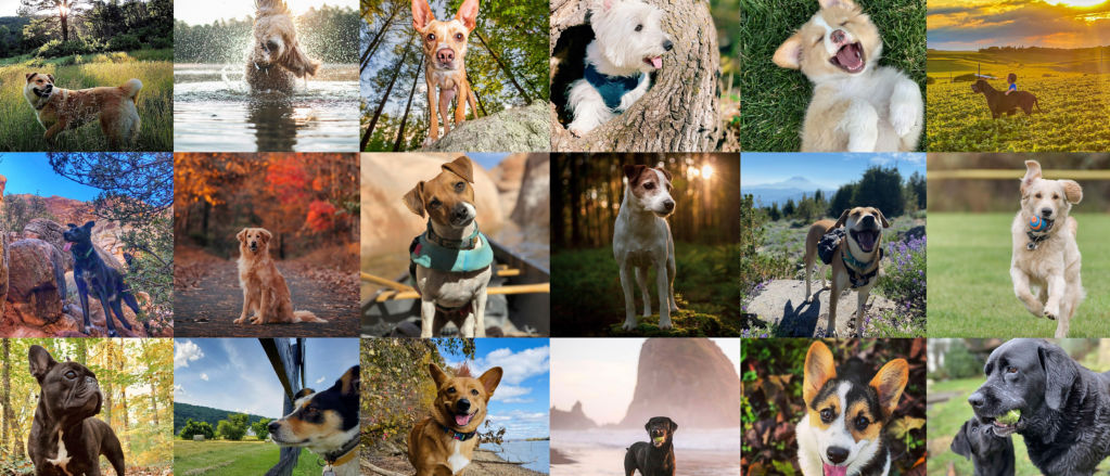 A 6 x 3 collage of dogs enjoying the outdoors in a variety of ways.