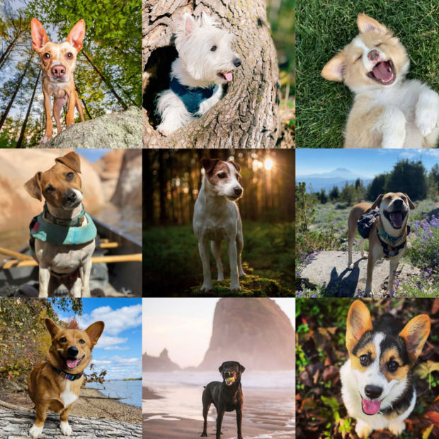 A 6 x 3 collage of dogs enjoying the outdoors in a variety of ways.