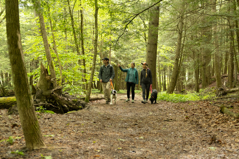 A family walks their dogs through the forest.