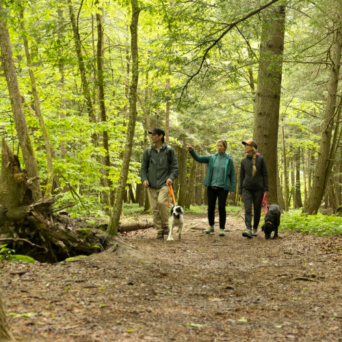 A family walks their dogs through the forest.