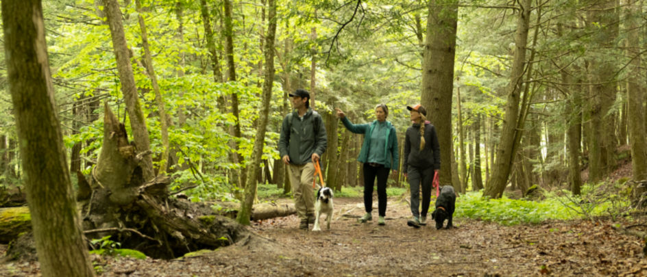 Family and dogs walking through woods