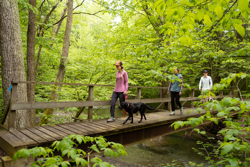 A group with dogs crosses a rough wooden bridge in the woods.