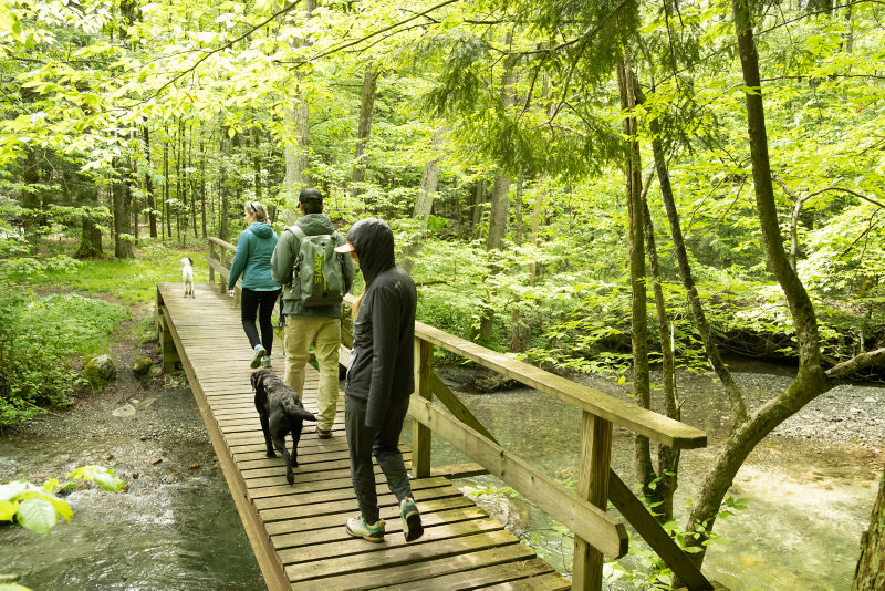 A group of people cross a wooden bridge with their dogs.