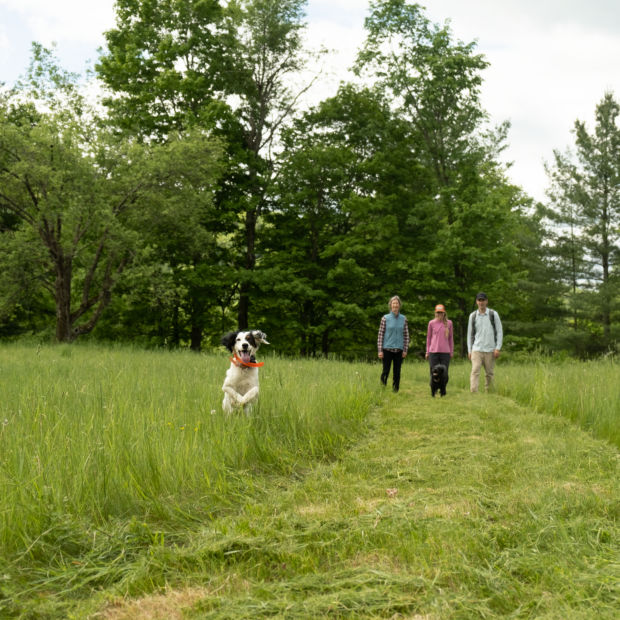 Dog bounding through field with three watching people