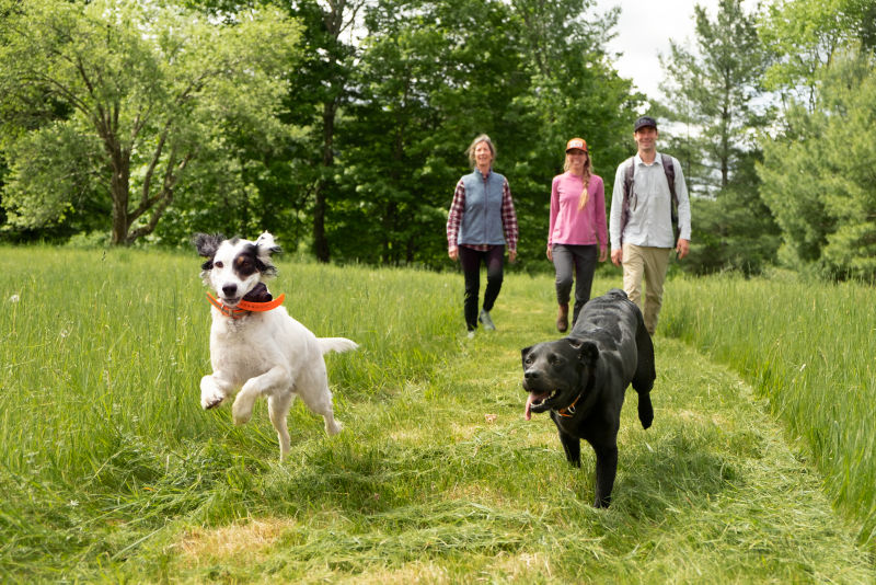 A group of people walk through a field with two off-leash dogs.