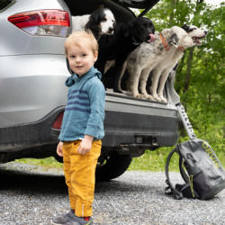 A child in yellow pants standing by a car with dogs peeking out the back.