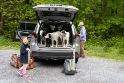 Four dogs stand in the back of a station wagon while their people gear up for an adventure.