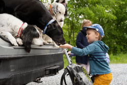 little boy feeding a dog a treat from his hand