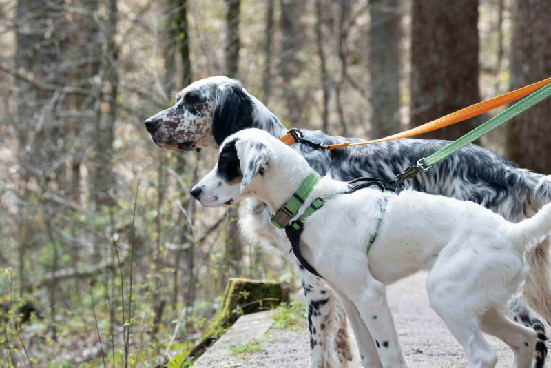 Two bird dogs on colorful leashes explore the woods.