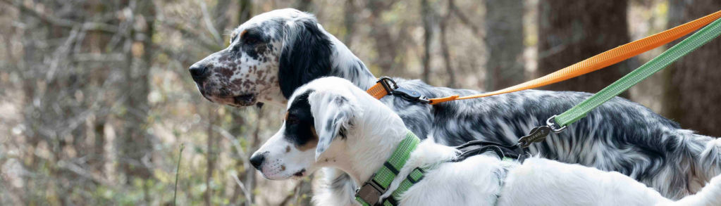 Two bird dogs on bright colorful leashes and colors in the woods
