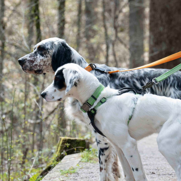 Two bird dogs on colorful leashes explore the woods.