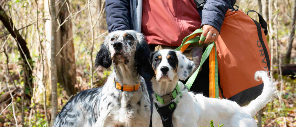 Two dogs wearing Tough Trail dog harnesses with their person in the woods