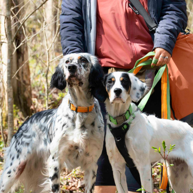 Two speckled dogs and their human walk in the woods