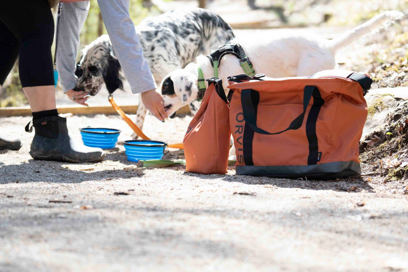 Two dogs being fed in blue travel bowls outdoors.
