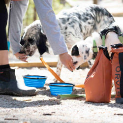 Two black-and-white setters with their blue travel water bowls