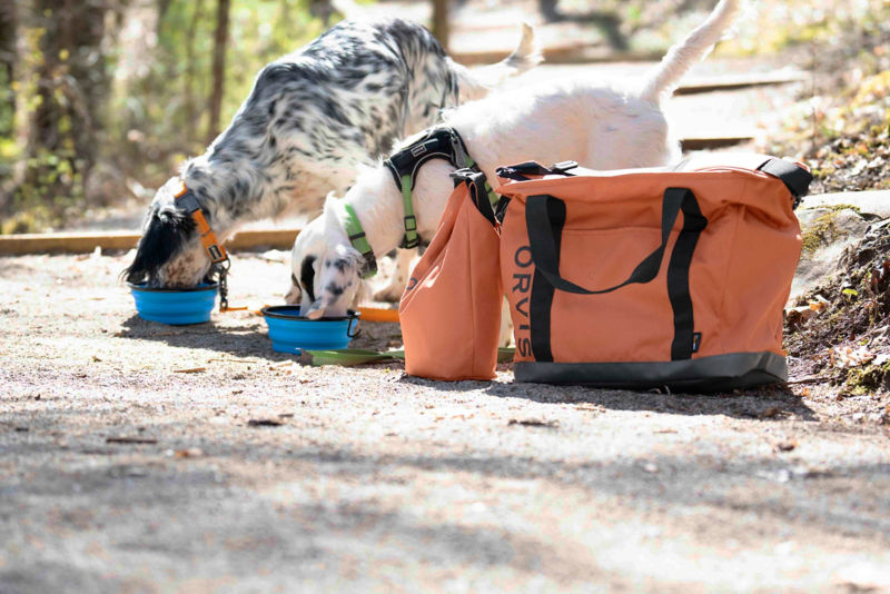 Two dogs eat out of travel bowls on a path
