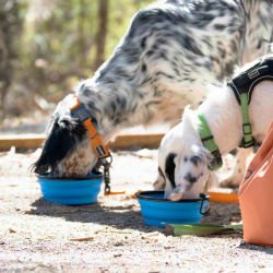 Two dogs eat out of travel bowls on a path
