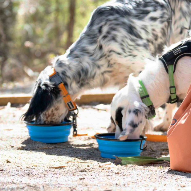 Two dogs outside in the woods eating out of blue travel bowls