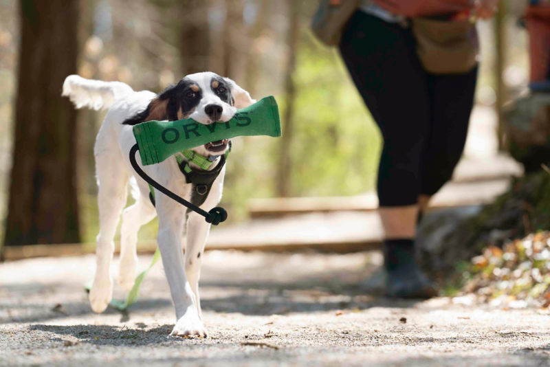 A puppy carries an Orvis training toy next to their human.