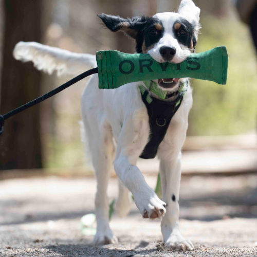A black and white dog running with a green training toy in its mouth