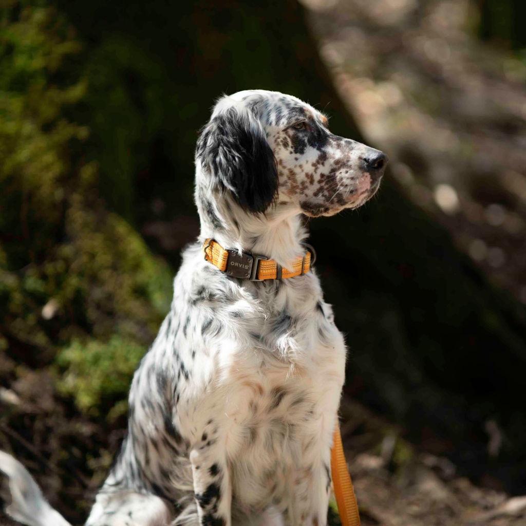 Tough Trail® Dog Collar - ORANGE COLLAR image number 1