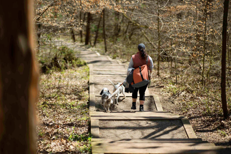A woman and her two dogs hike over a wooden path