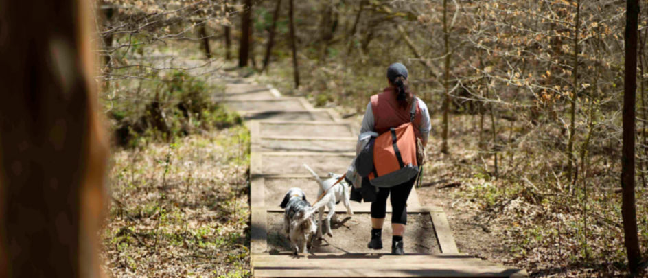 A woman and her two dogs hike over a wooden path