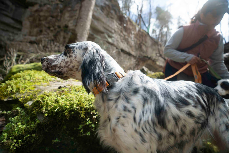 A spotted black and white english pointer standing in the woods.