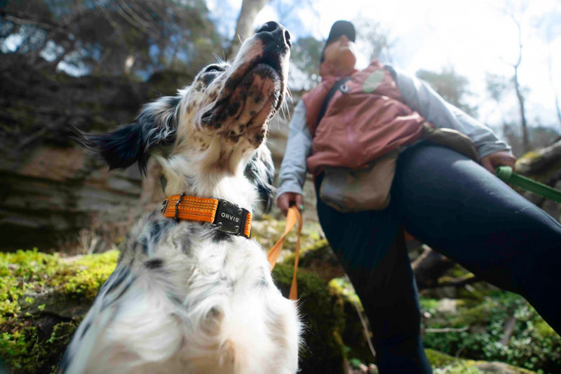 Looking up at a freckled bird dog wearing an orange collar .
